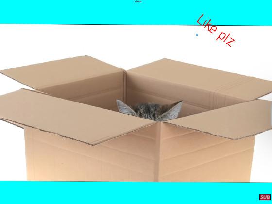 cat in a box