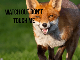 funny fox meme