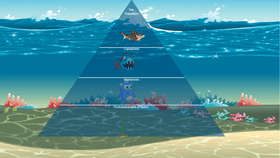 Ocean Ecological Pyramid