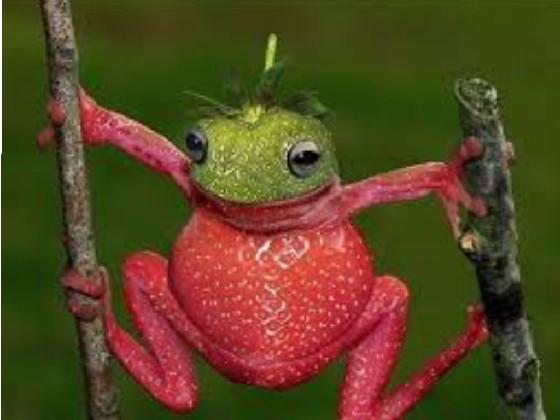 strawberry frog