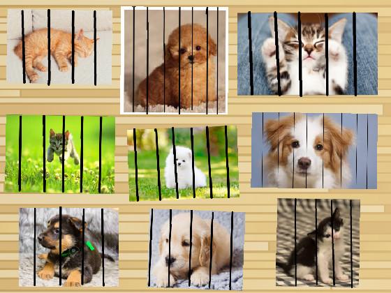 PETS FOR ADOPTION!!