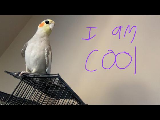 i am cooool (bird edition) 