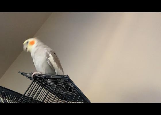 beet boxing bird