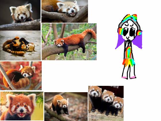 I love red pandas!!!!