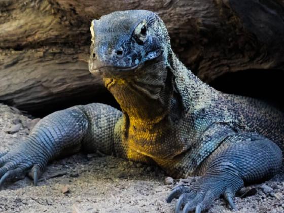 Stare At The Komodo Dragon