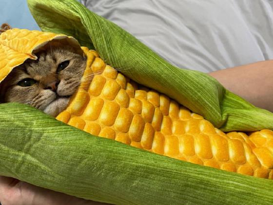 Corn cat song