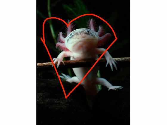 Axolotl plz like 21