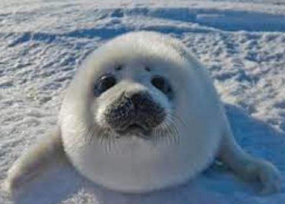 seal