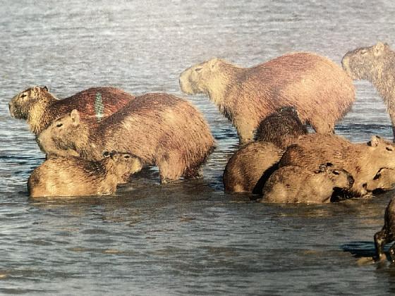 Capybara✨✨