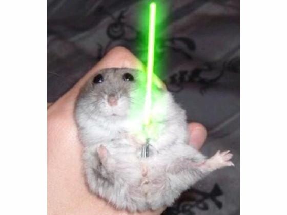 jedi hamster on duty