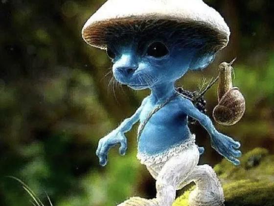 Smurf Cat  1 1 1