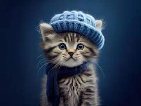 cold kitty