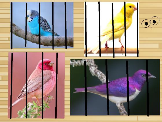 BIRDS FOR ADOPTION!!