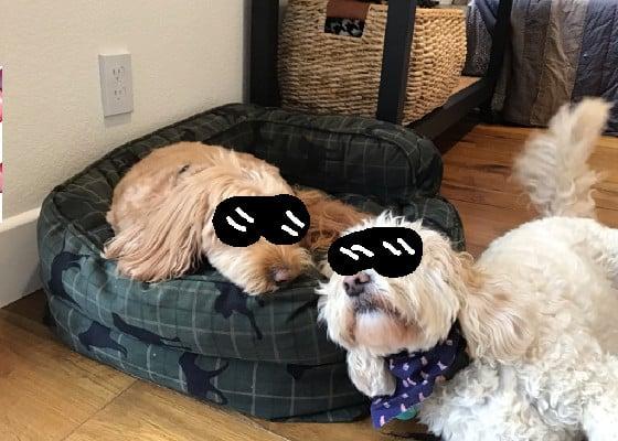 Dogs wearing sunglasses