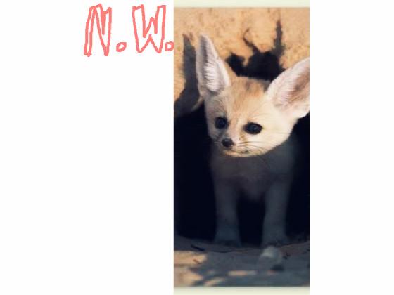 Fennec Fox Fun Facts 1