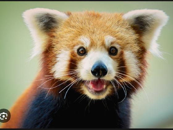 REDPANDA