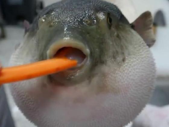 Pufferfish eating carrot 1