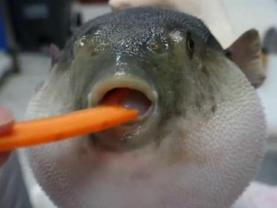 Pufferfish eating carrot 1 1