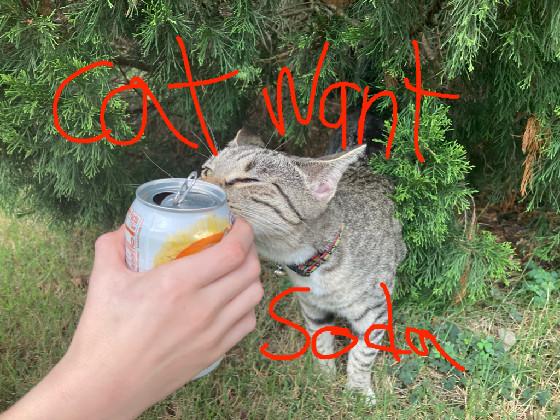 Cat want soda!