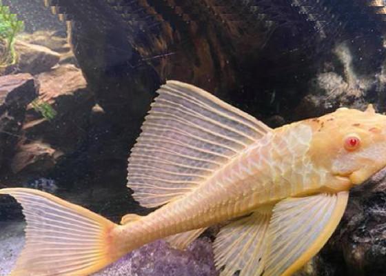 albino doomed fish giveaway