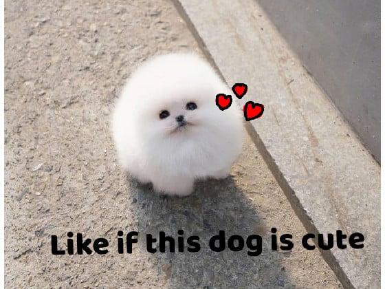 the cute pom pom dog