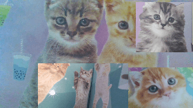 cat poster