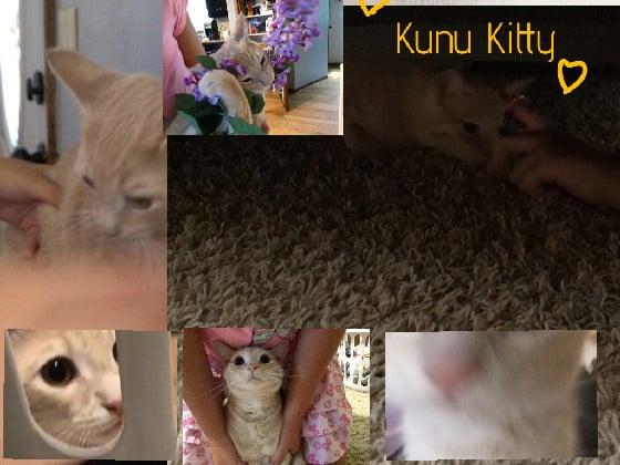 my kitten kunu