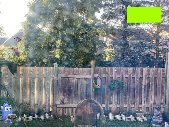 Find the backyard animals