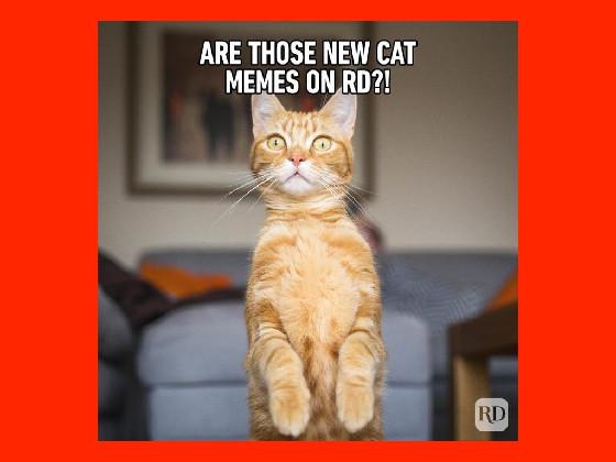 😂cat memes😂