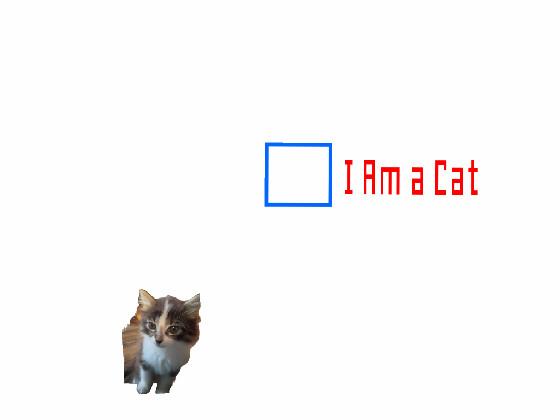 I am a cat