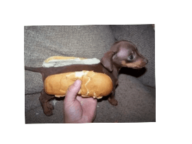 Hot dog