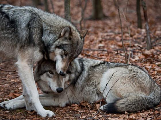 wolf fan club 