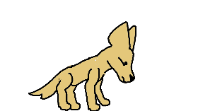 Dingo