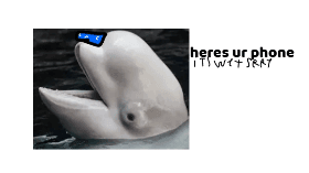 beluga whale