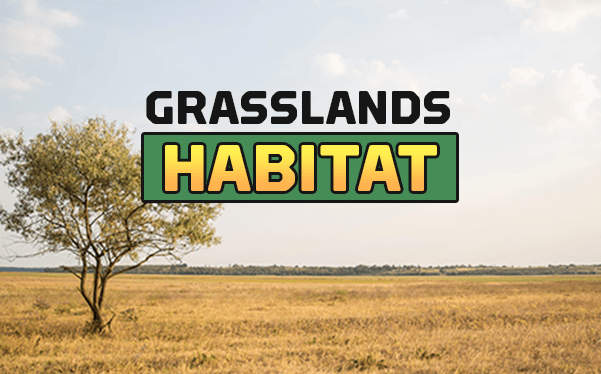 Habitat Grasslands For Second Grade