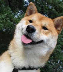 Shibe Power Slid Show Tynker - play doge obby roblox not working tynker