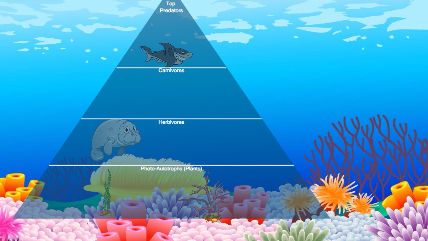 Ocean Ecological Pyramid Tynker