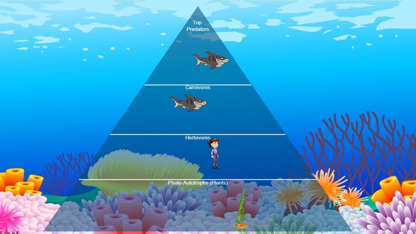 Non Example Of Food Web