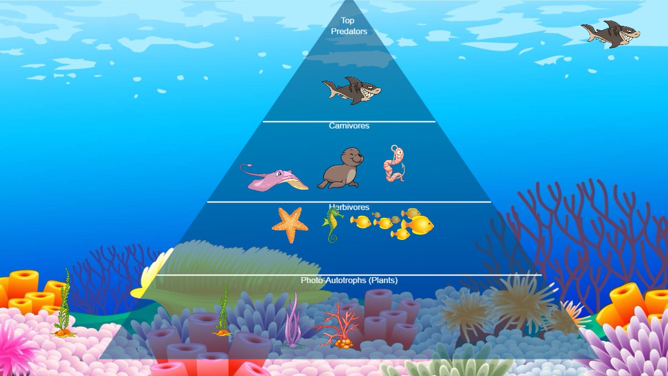 Coral Reef Food Chain Diagram