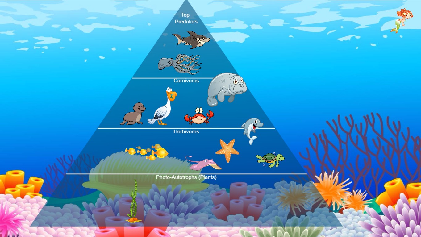 Ocean Ecosystem Food Web Pyramid