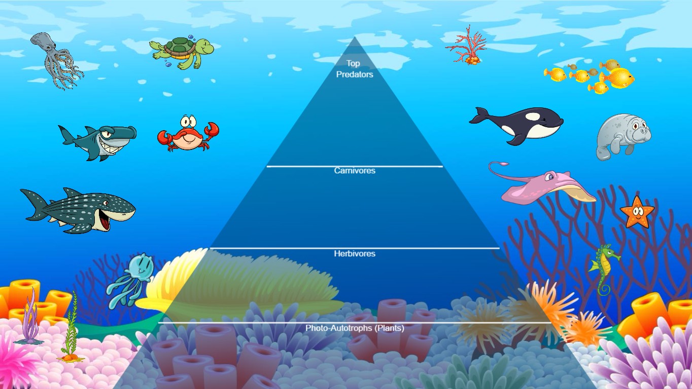 Ocean Ecological Pyramid - TEMPLATE | Tynker