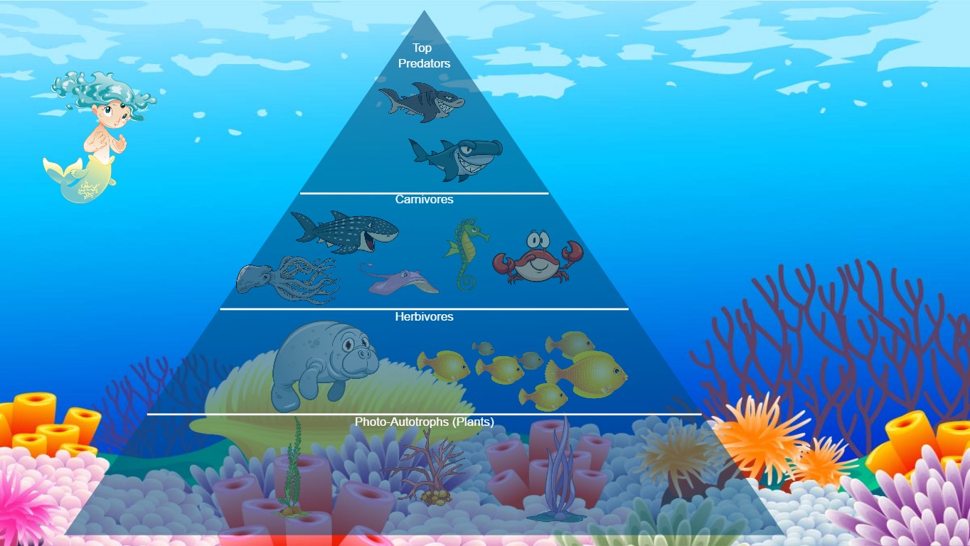 Ocean Ecological Pyramid | Tynker