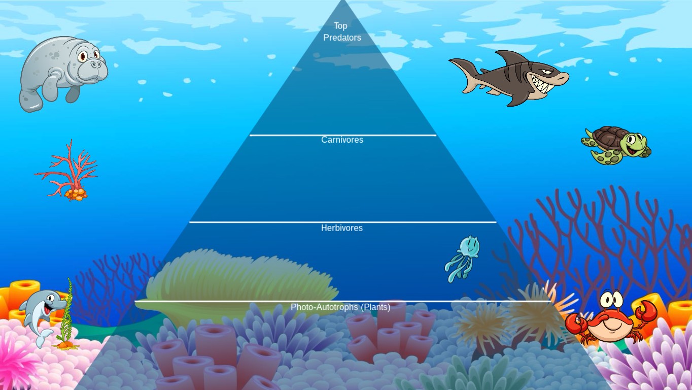 Ocean Ecological Pyramid | Tynker